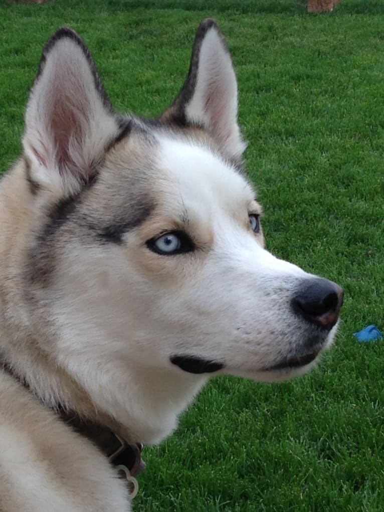 Jaxson, a Siberian Husky tested with EmbarkVet.com