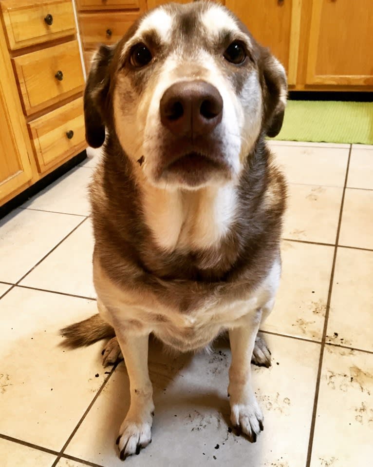 Chu, a Labrador Retriever and Siberian Husky mix tested with EmbarkVet.com