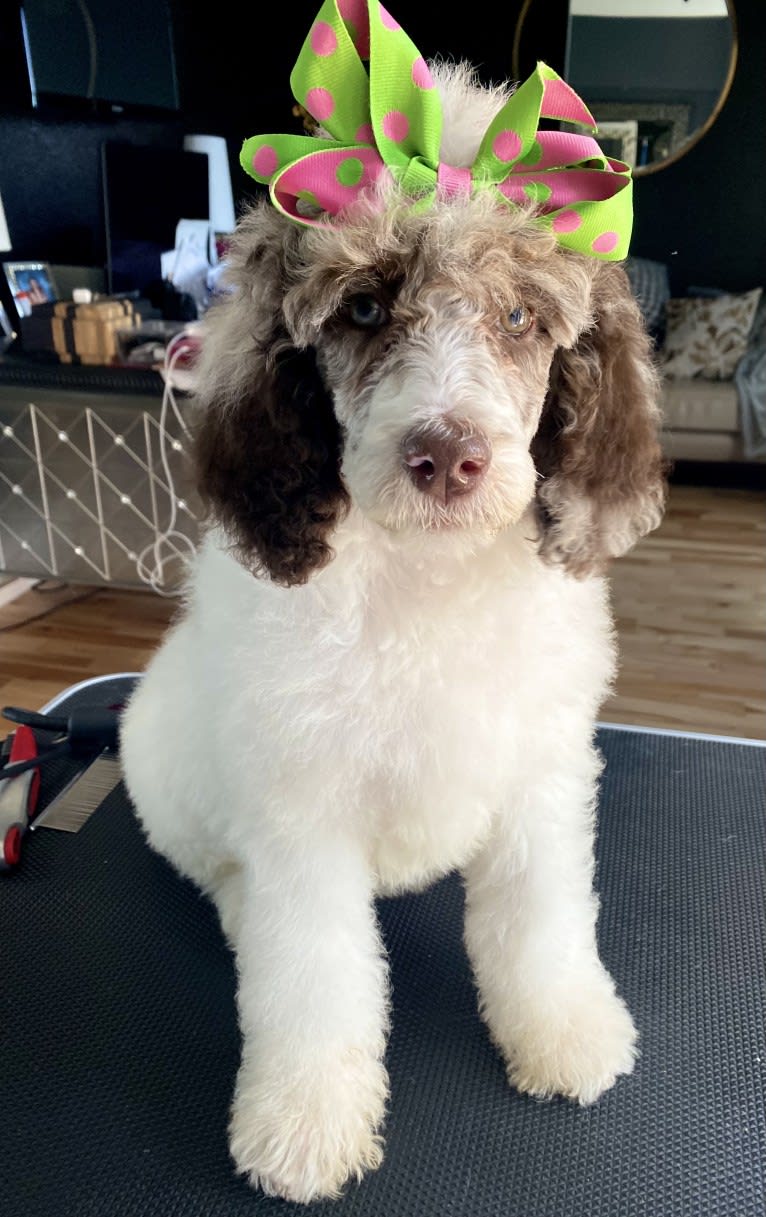 CoCo, a Poodle (Standard) tested with EmbarkVet.com