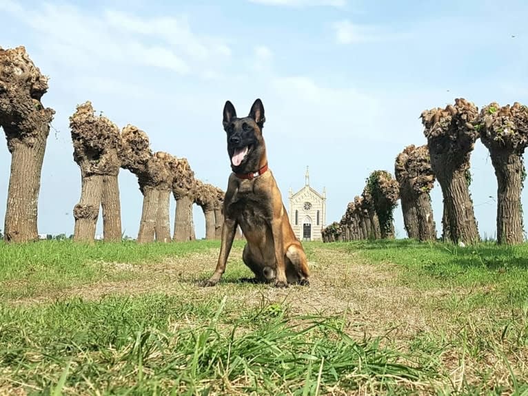 Pico, a Belgian Shepherd tested with EmbarkVet.com