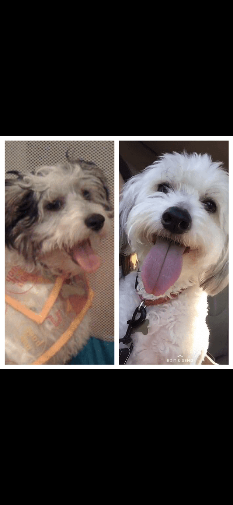 Jack, a Chinese Crested tested with EmbarkVet.com