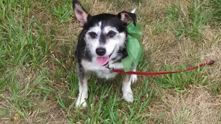 Sydney, a Russell-type Terrier and Australian Cattle Dog mix tested with EmbarkVet.com