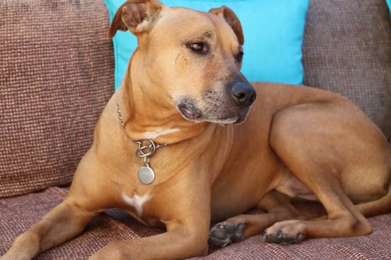 Photo of Charlie, an American Pit Bull Terrier and Rottweiler mix in Los Angeles, California, USA