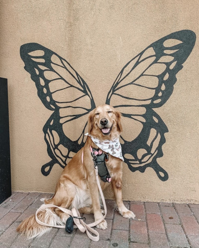 Marley, a Golden Retriever tested with EmbarkVet.com