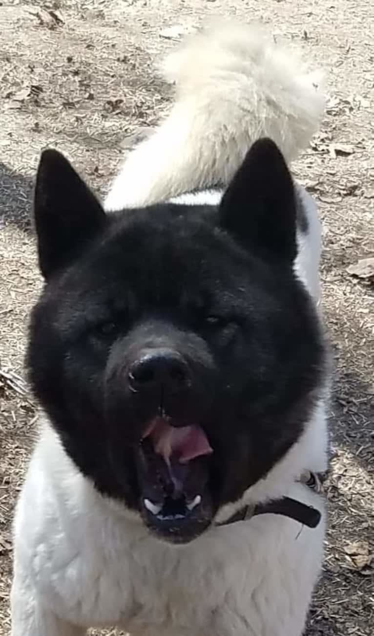 Sansa, an Akita tested with EmbarkVet.com