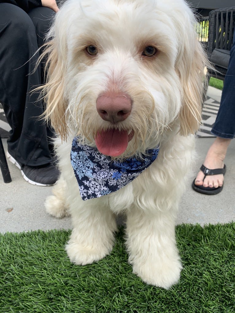 Toby-Joe, a Cocker Spaniel and Bichon Frise mix tested with EmbarkVet.com