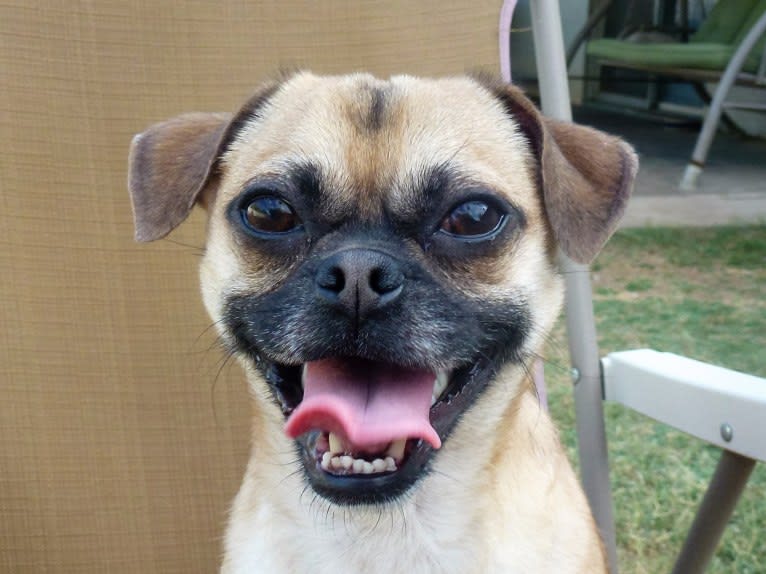 Lola, a Chug tested with EmbarkVet.com