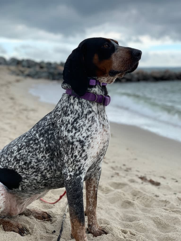 Tessa, a Bluetick Coonhound tested with EmbarkVet.com