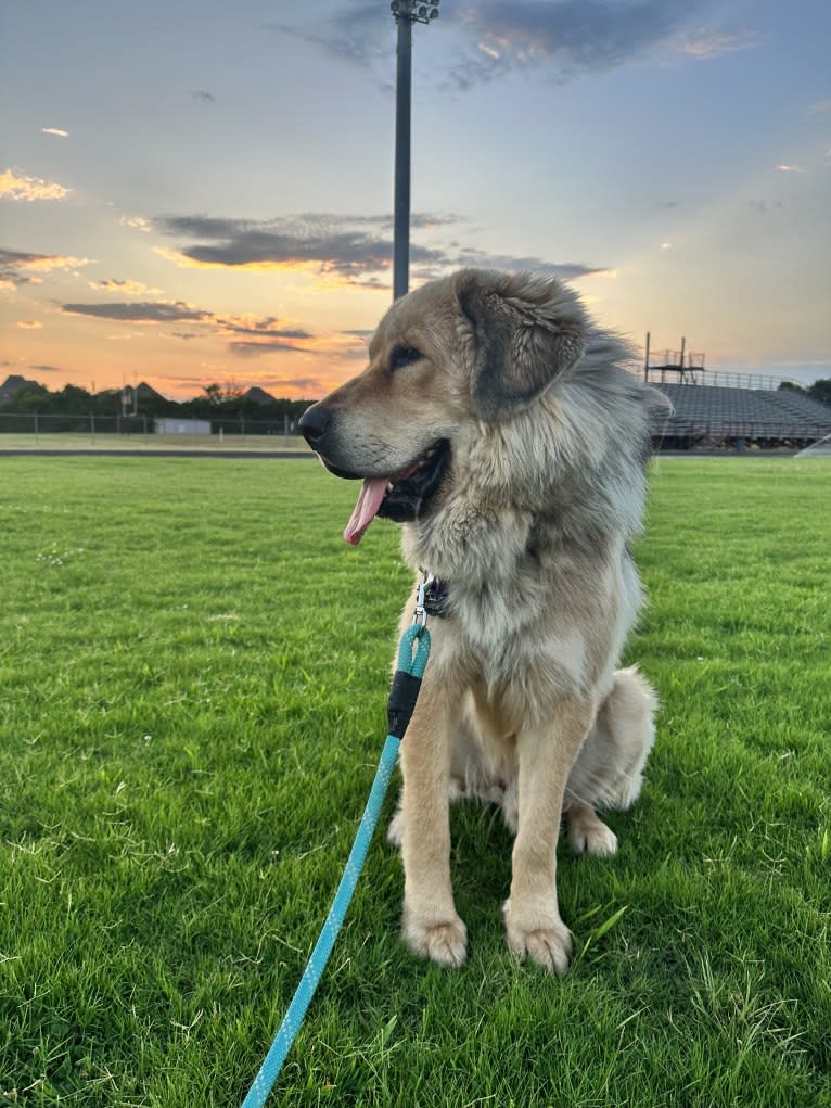 Moose, a Tibetan Mastiff tested with EmbarkVet.com