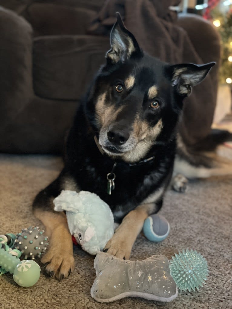 Diesel, a Siberian Husky and Australian Shepherd mix tested with EmbarkVet.com