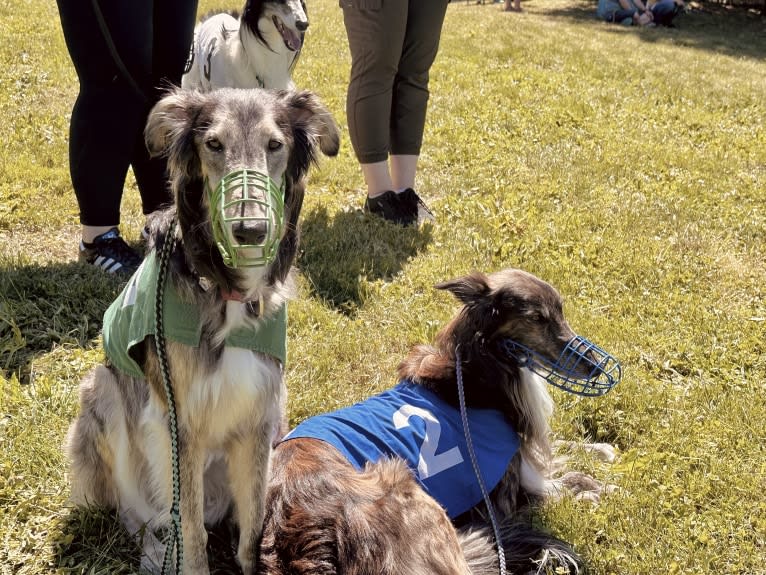 Pocus, a Silken Windhound tested with EmbarkVet.com
