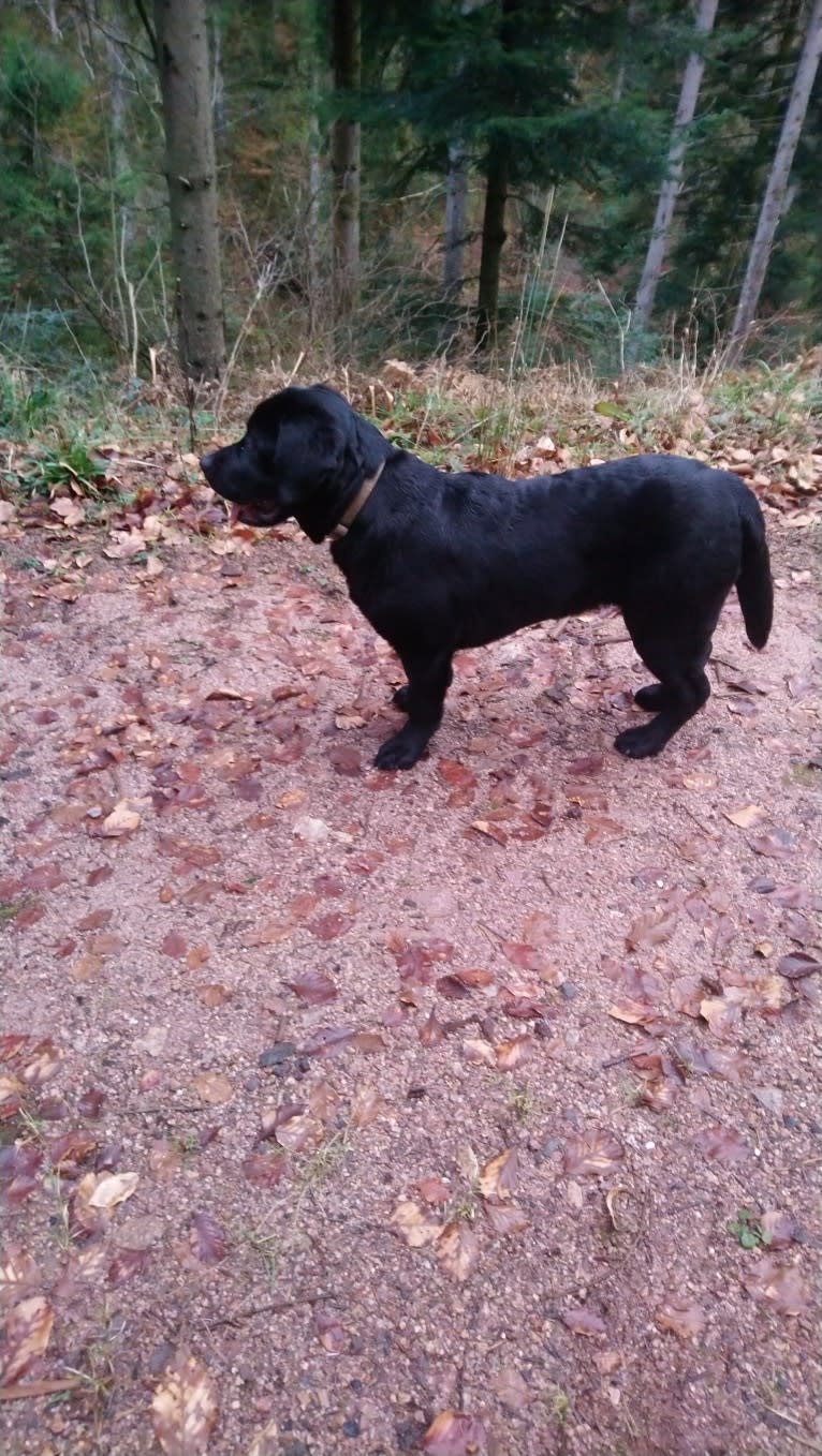 Tabasco, a Labrador Retriever tested with EmbarkVet.com