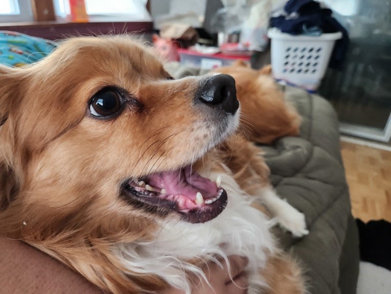 Choo Choo, a Chihuahua and Shih Tzu mix tested with EmbarkVet.com