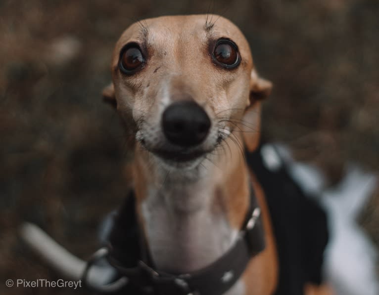 Ellie, a Whippet tested with EmbarkVet.com