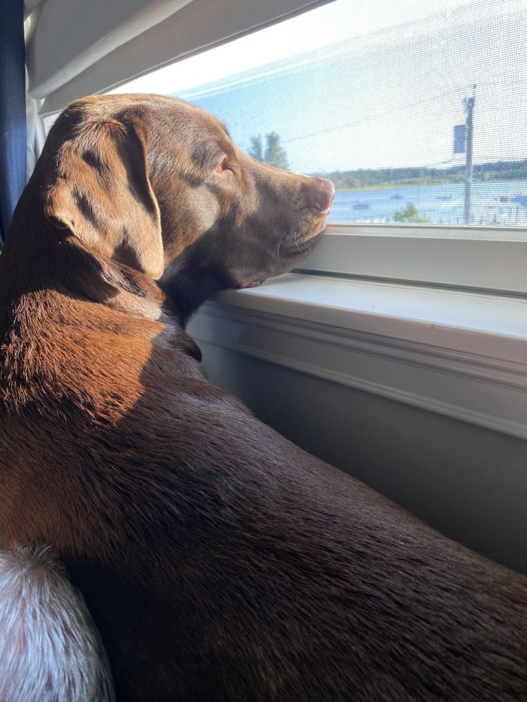 Cooper, a Labrador Retriever and Redbone Coonhound mix tested with EmbarkVet.com