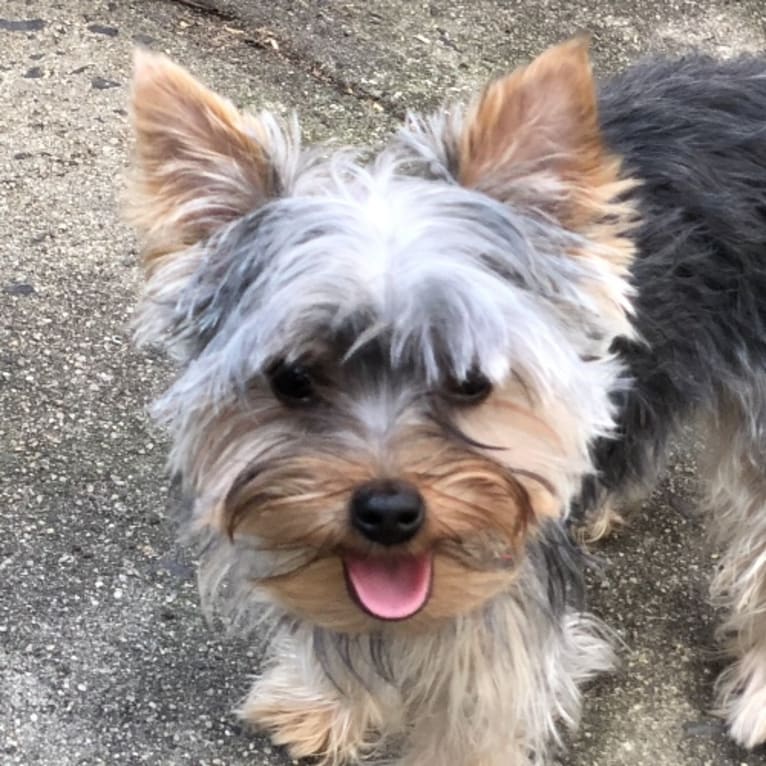 Archie, a Yorkshire Terrier tested with EmbarkVet.com