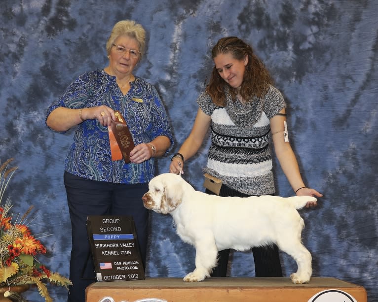 Rhaenyra, a Clumber Spaniel tested with EmbarkVet.com