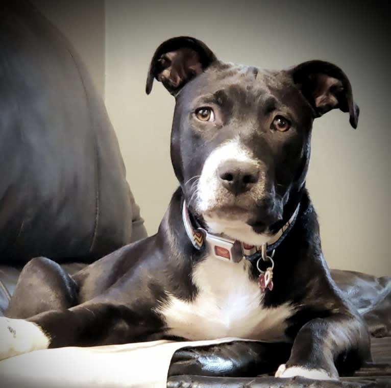 Luna, an American Pit Bull Terrier tested with EmbarkVet.com
