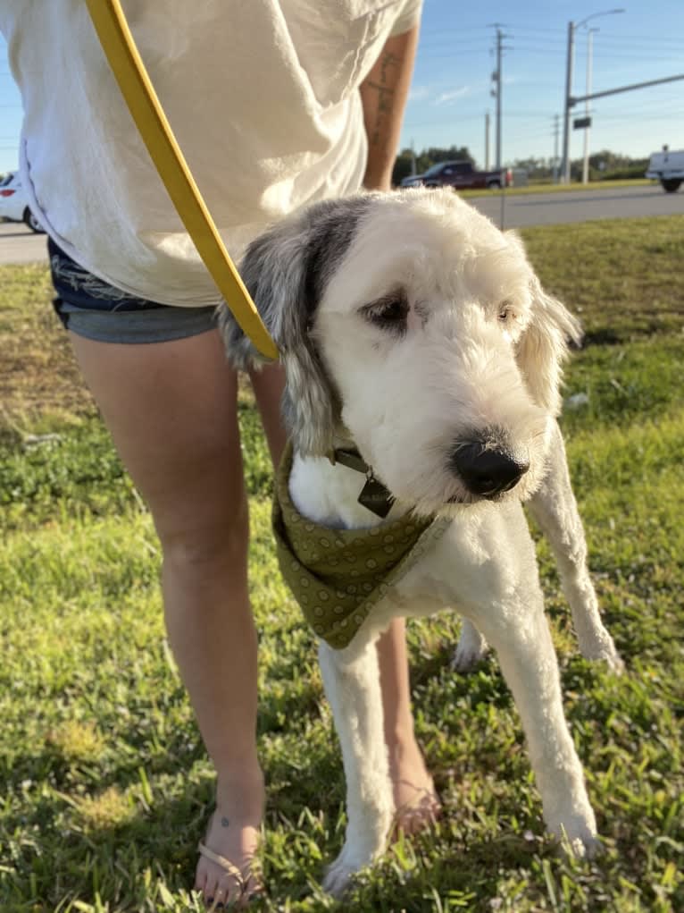 Kieran, an Old English Sheepdog tested with EmbarkVet.com