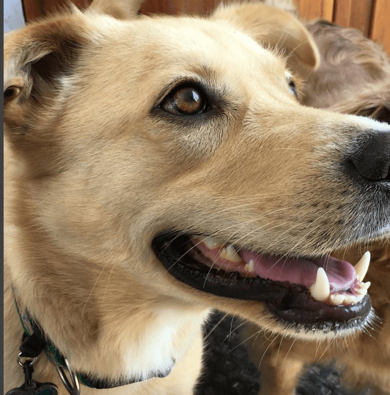 Bodhi, a German Shepherd Dog and Golden Retriever mix tested with EmbarkVet.com