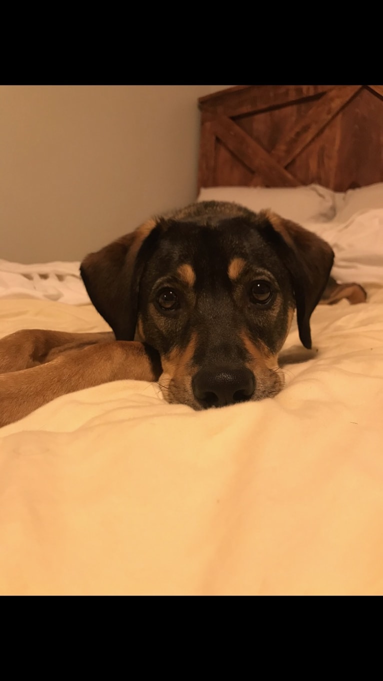 Buddy Lopez-Hahn, a Treeing Walker Coonhound and Redbone Coonhound mix tested with EmbarkVet.com