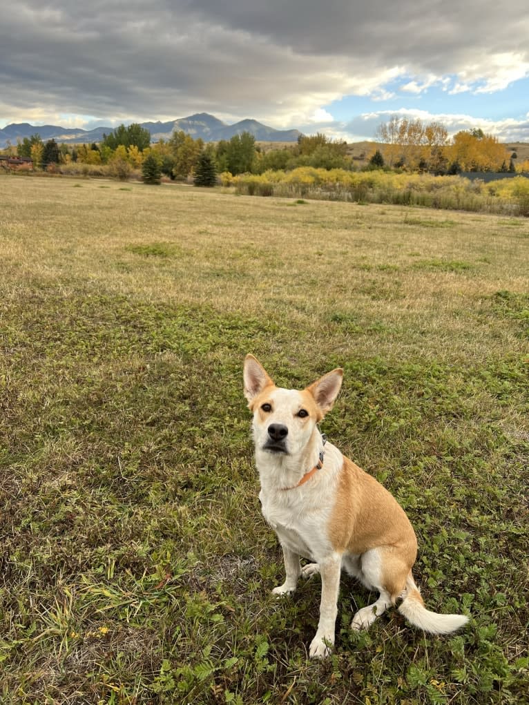 Lupine, an Australian Cattle Dog and Border Collie mix tested with EmbarkVet.com