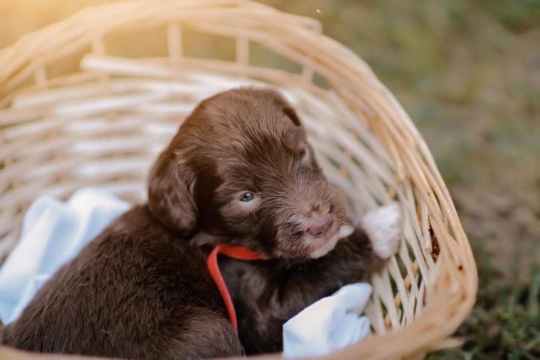 Roscoe, a Poodle (Standard) and Golden Retriever mix tested with EmbarkVet.com