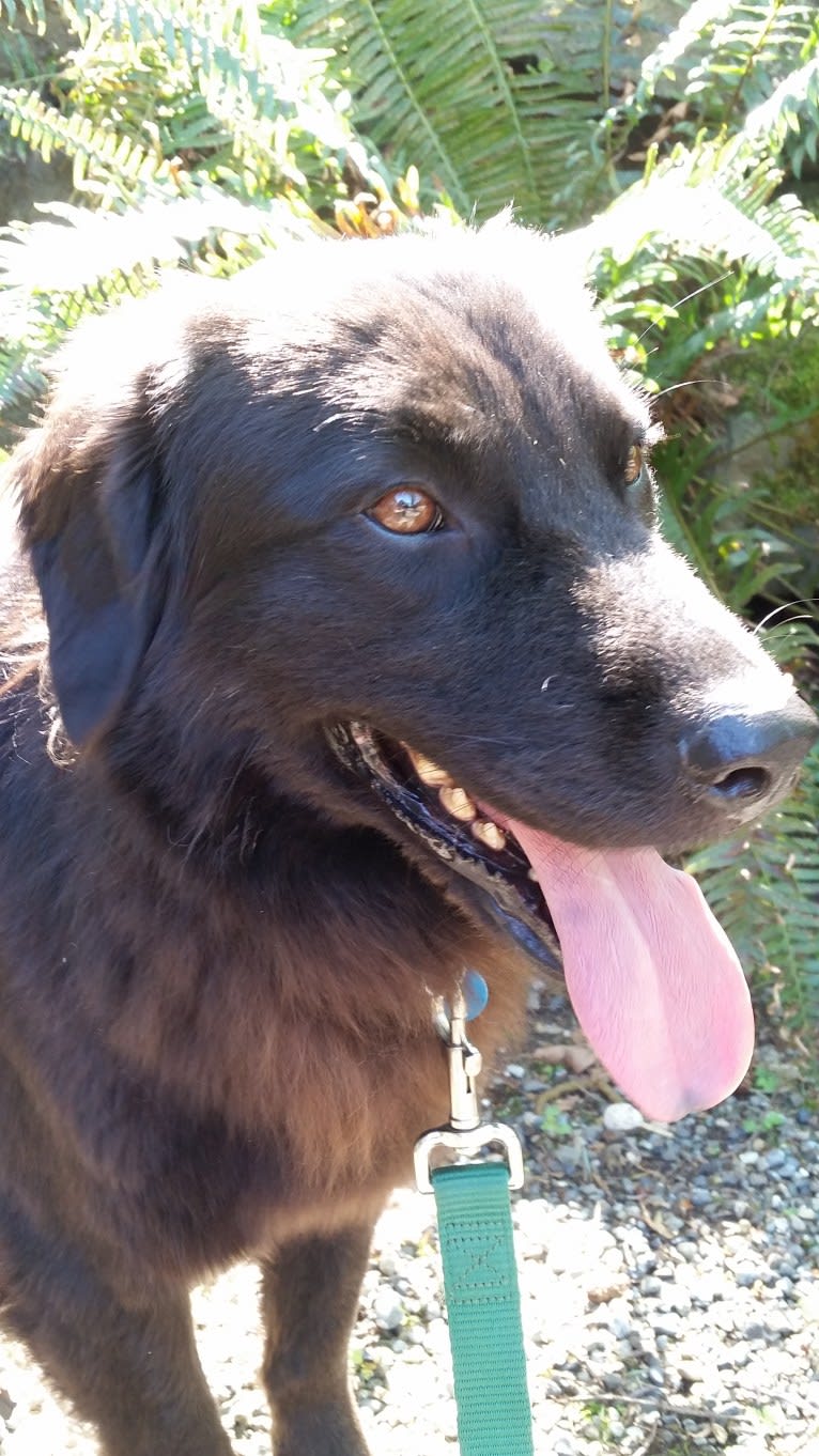 Cedar, a Chow Chow and Llewellin Setter mix tested with EmbarkVet.com