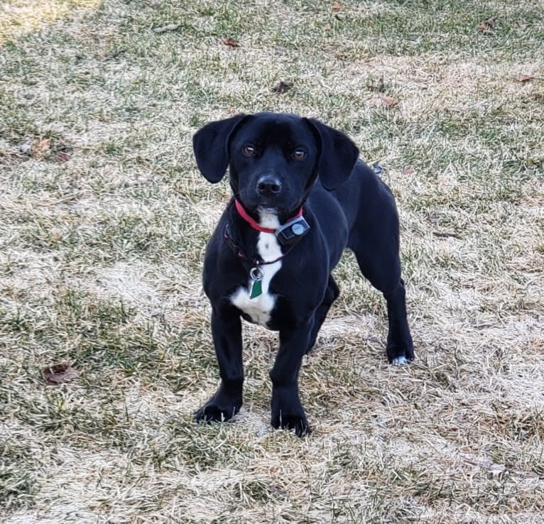 Millie, an American Pit Bull Terrier and Chihuahua mix tested with EmbarkVet.com