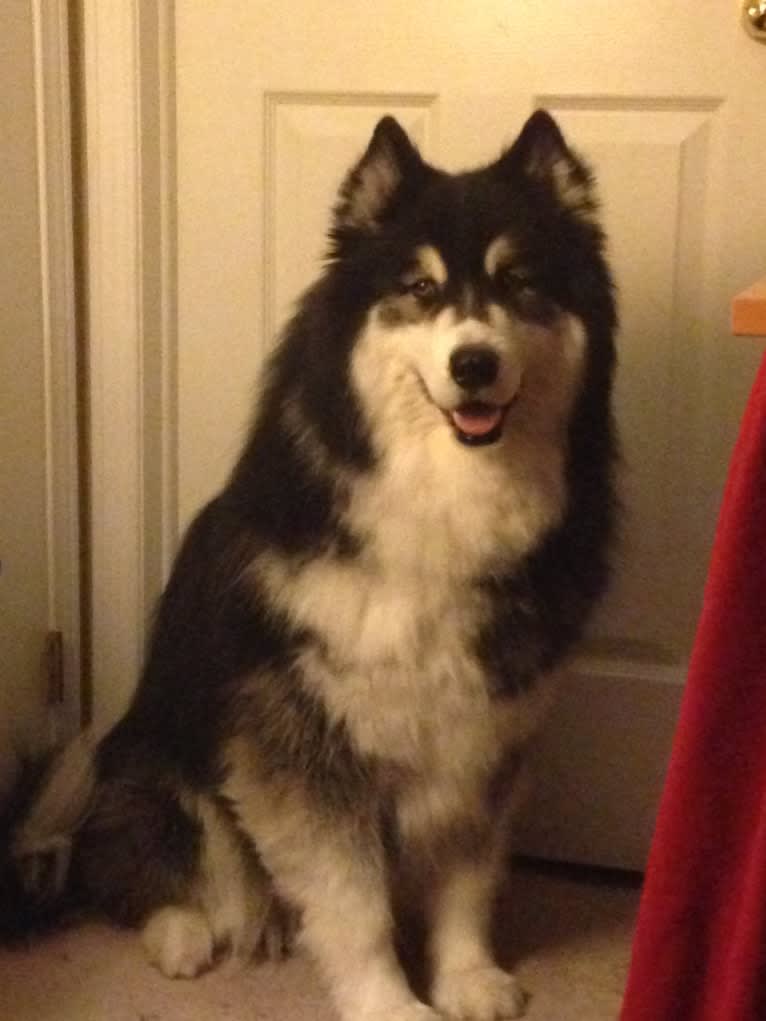 Nuvik, a Siberian Husky and Samoyed mix tested with EmbarkVet.com