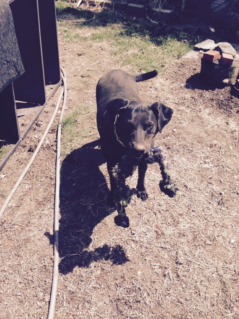 Jedi, an Australian Cattle Dog and Weimaraner mix tested with EmbarkVet.com