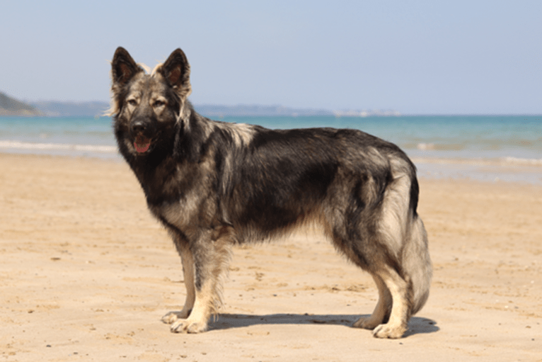 C'haërys, a German Shepherd Dog tested with EmbarkVet.com