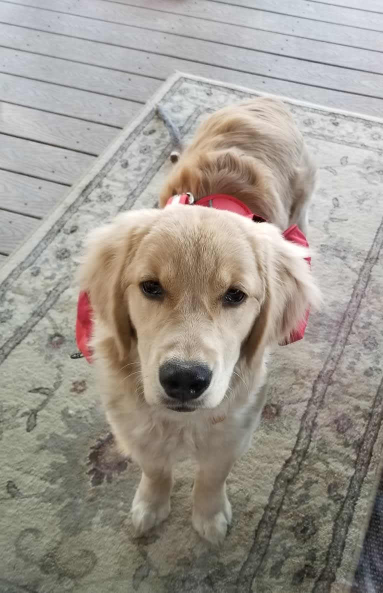 WC's Little Miss Hot Cakes "Bindi", a Golden Retriever tested with EmbarkVet.com