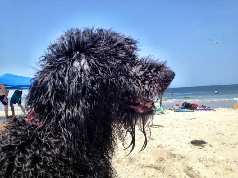 Buckley, a Labradoodle tested with EmbarkVet.com