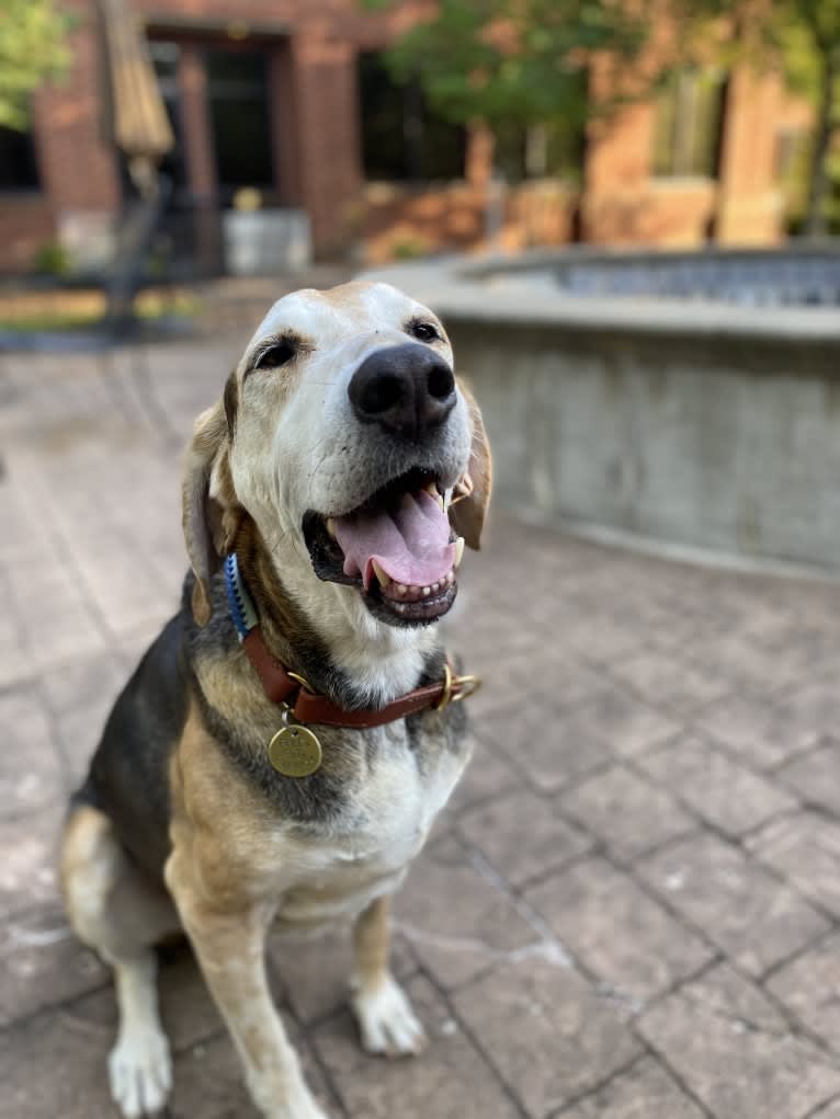 Ed, an American Leopard Hound tested with EmbarkVet.com