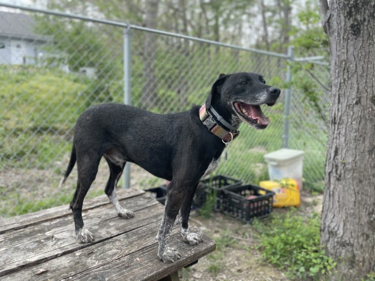 Rebel, a Beagle and American Pit Bull Terrier mix tested with EmbarkVet.com