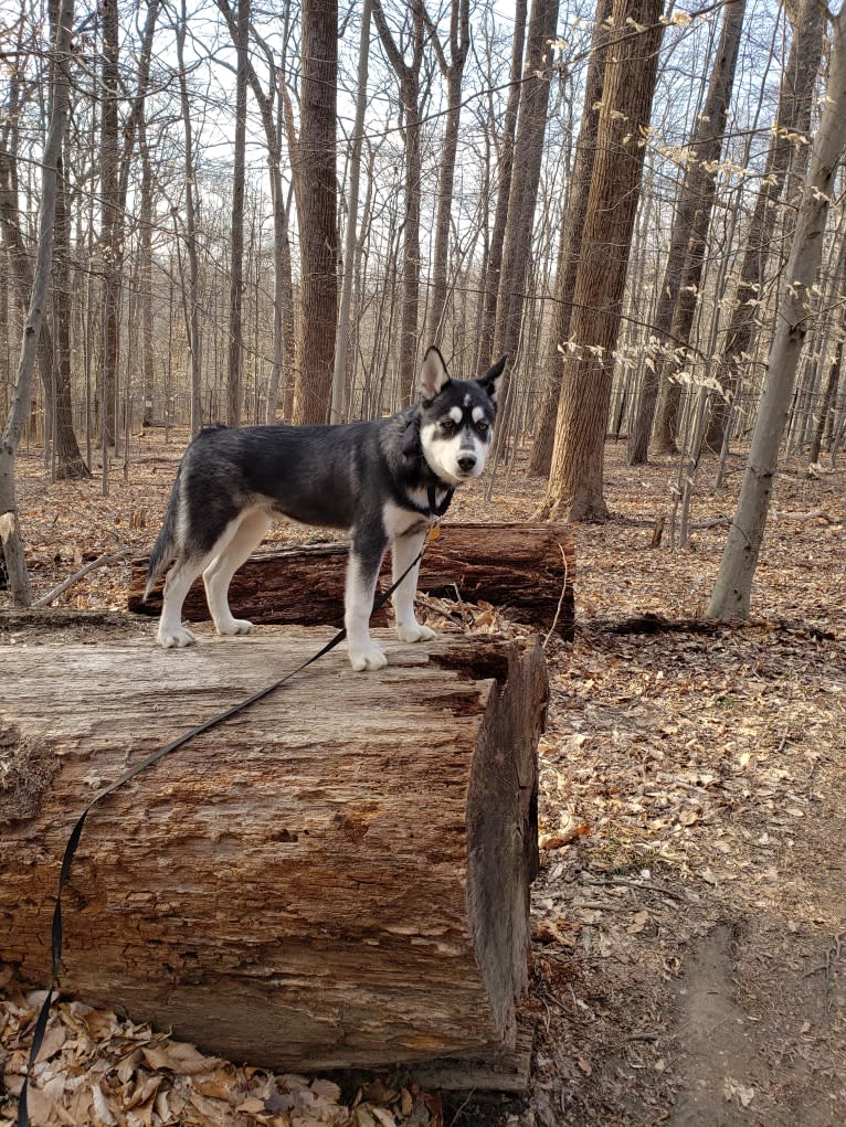 Rocket, a Siberian Husky and Alaskan Malamute mix tested with EmbarkVet.com