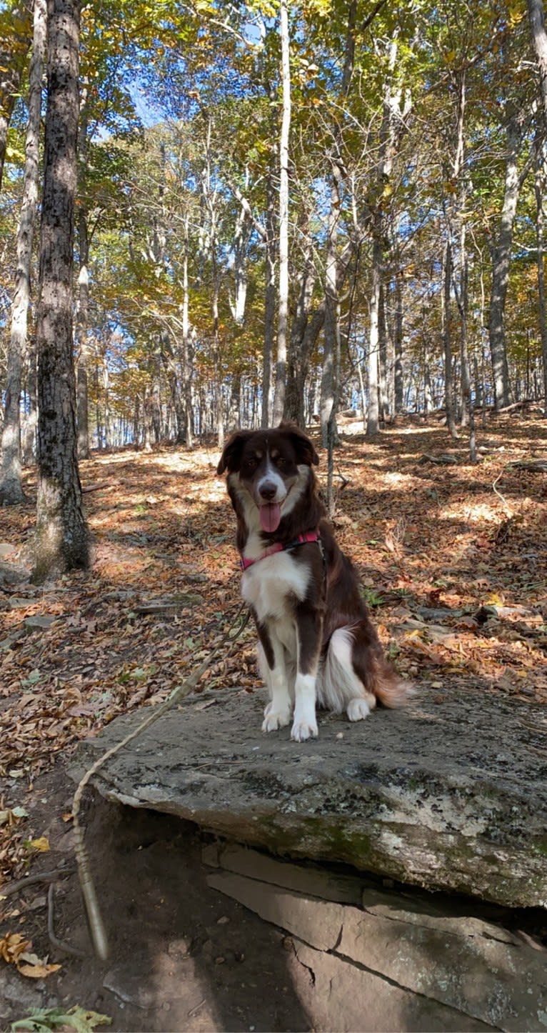 Hazelnut, a Border Collie and Siberian Husky mix tested with EmbarkVet.com