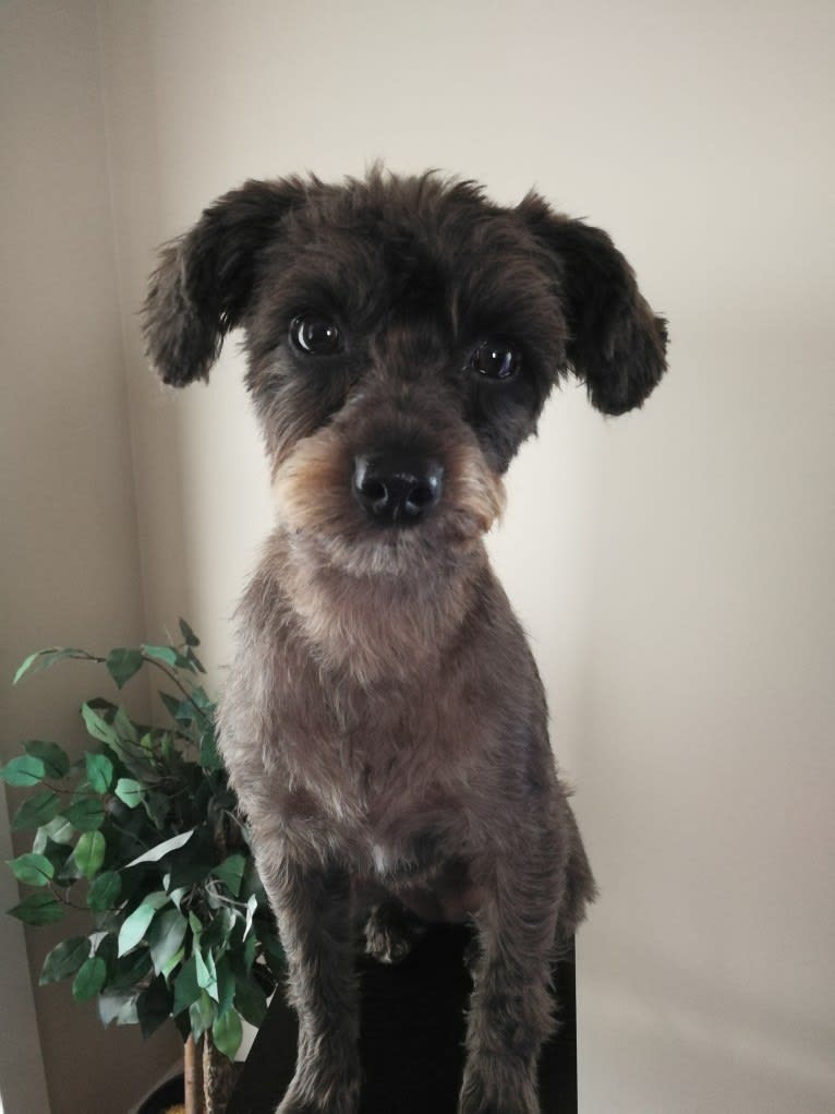 Waffle, a Yorkshire Terrier and Poodle (Small) mix tested with EmbarkVet.com