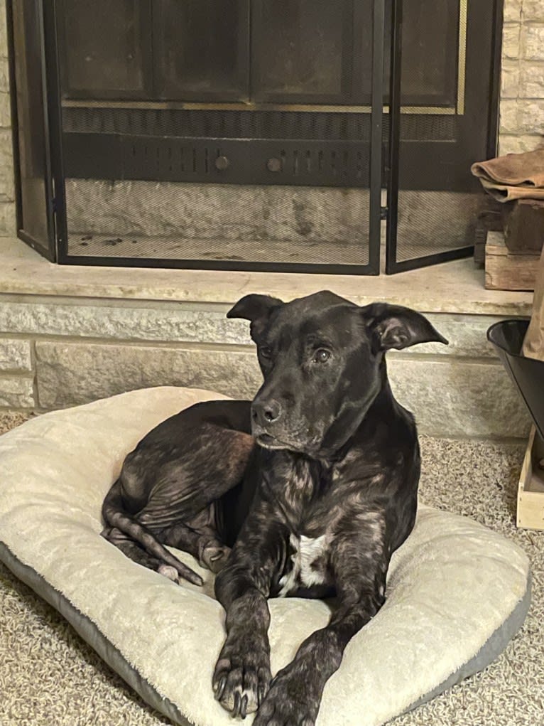 Eski Walters, an American Bulldog and Golden Retriever mix tested with EmbarkVet.com