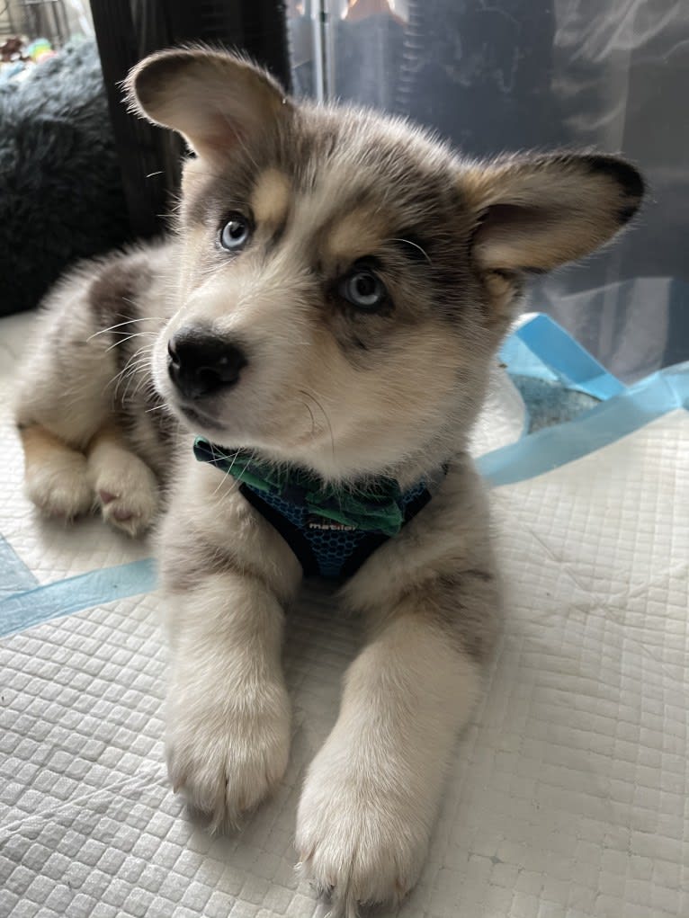 Brooks K. Crowley, a Siberian Husky and Pembroke Welsh Corgi mix tested with EmbarkVet.com