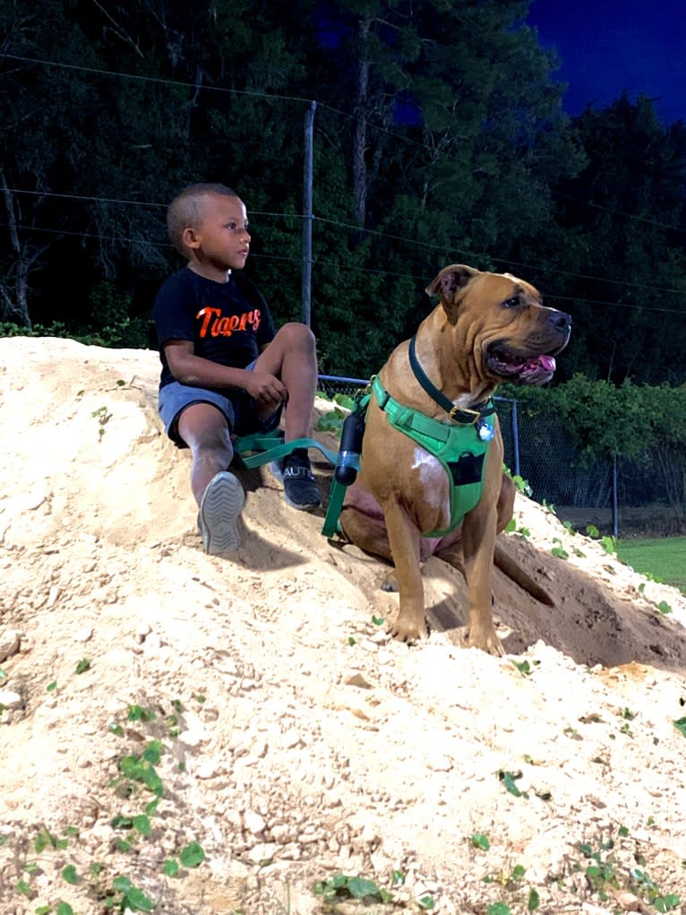 Gus, an American Bully and American Bulldog mix tested with EmbarkVet.com