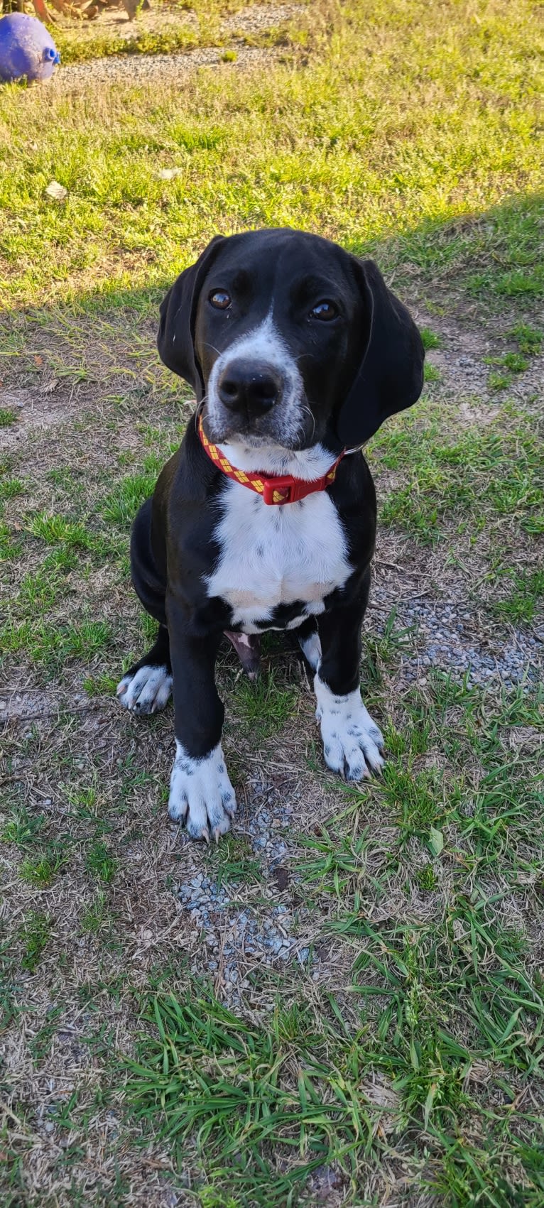 Diesel, an American Pit Bull Terrier and Brittany mix tested with EmbarkVet.com