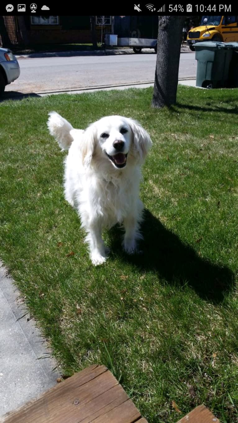 Peaty, an American Eskimo Dog and Cocker Spaniel mix tested with EmbarkVet.com