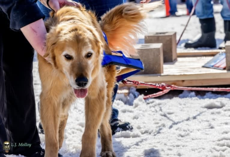 Timber “Gross Manor’s I’ll Be The One You Won’t Forget”, a Golden Retriever tested with EmbarkVet.com