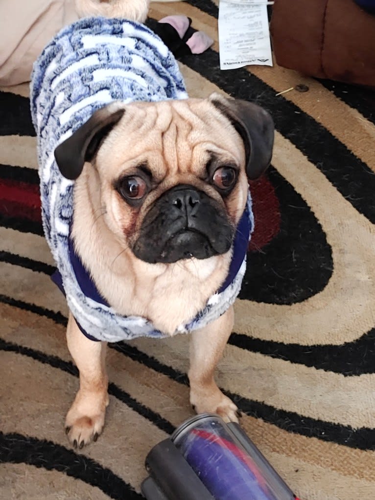 Leroy Fisher, a Pug tested with EmbarkVet.com