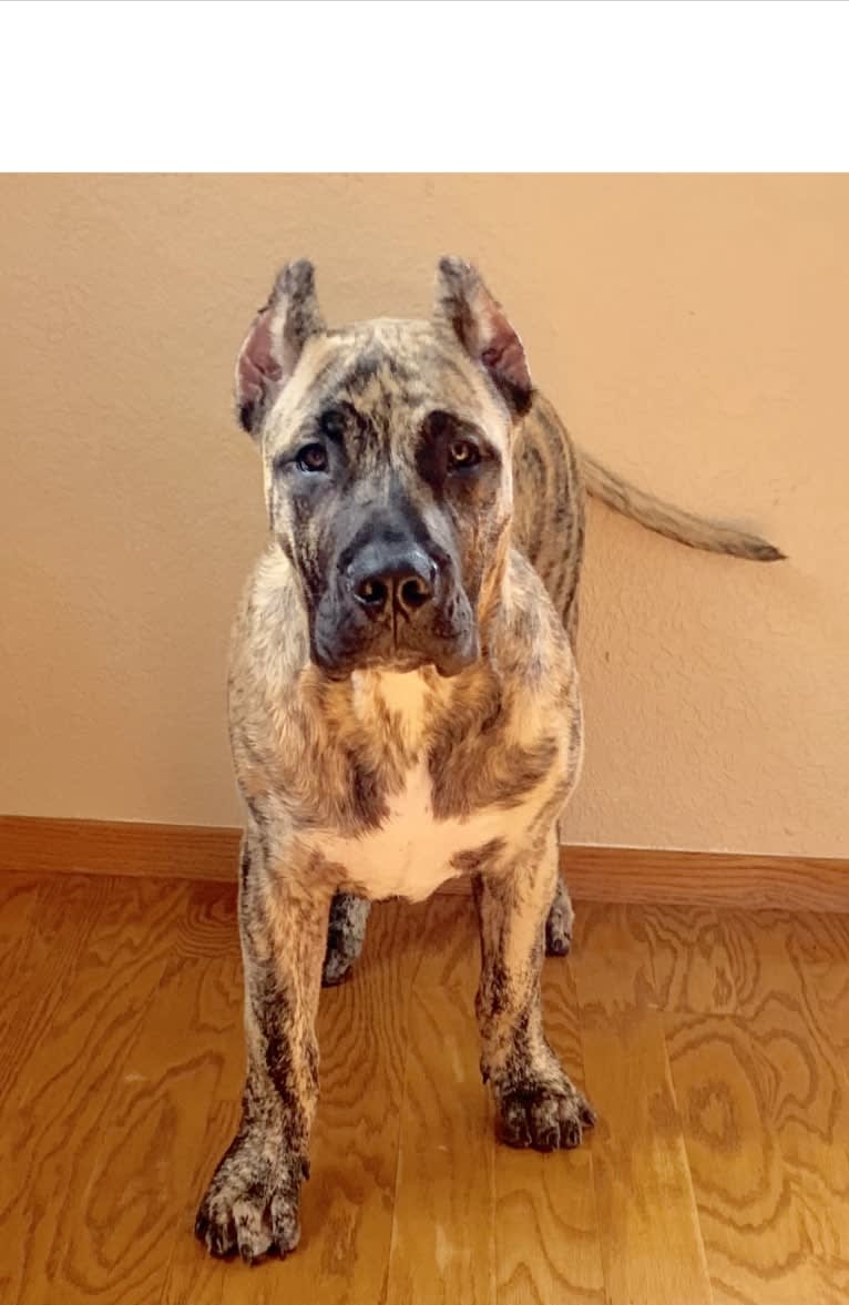 Koa, a Perro de Presa Canario tested with EmbarkVet.com