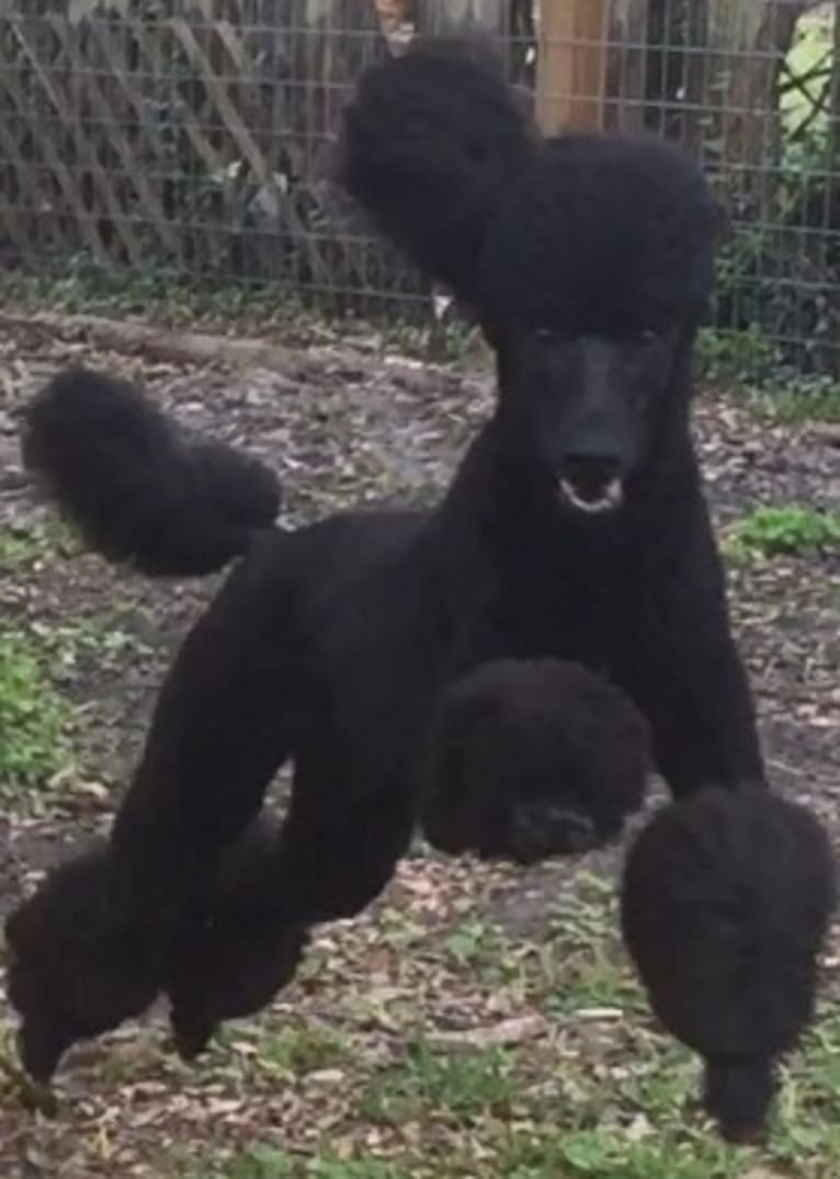 Tempi, a Poodle (Standard) tested with EmbarkVet.com