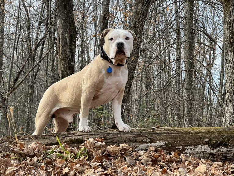 Rambo, an American Bully tested with EmbarkVet.com