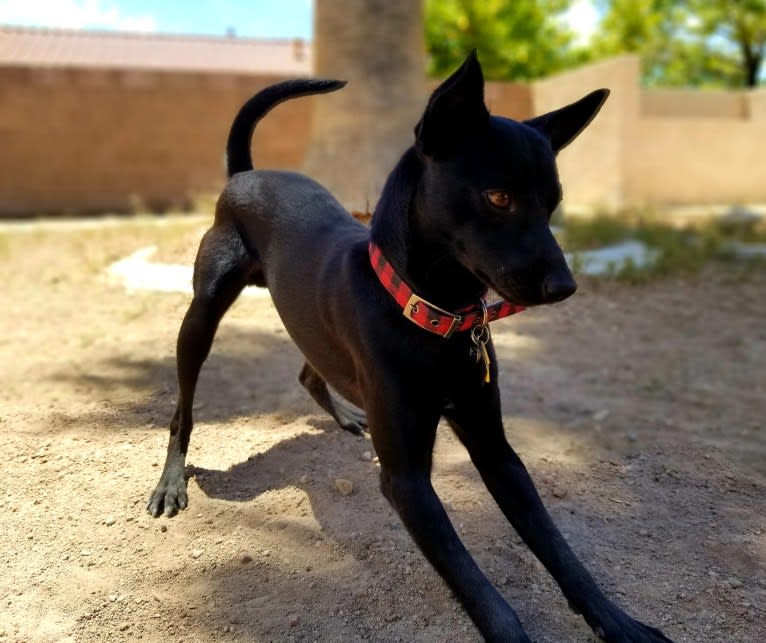 Paladin, a Chihuahua and Pomeranian mix tested with EmbarkVet.com